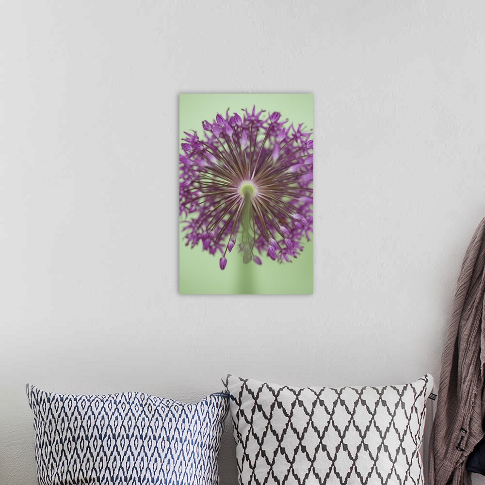 A bohemian room featuring A contemporary soft focus of a magenta pink alium flower head against a soft green background.