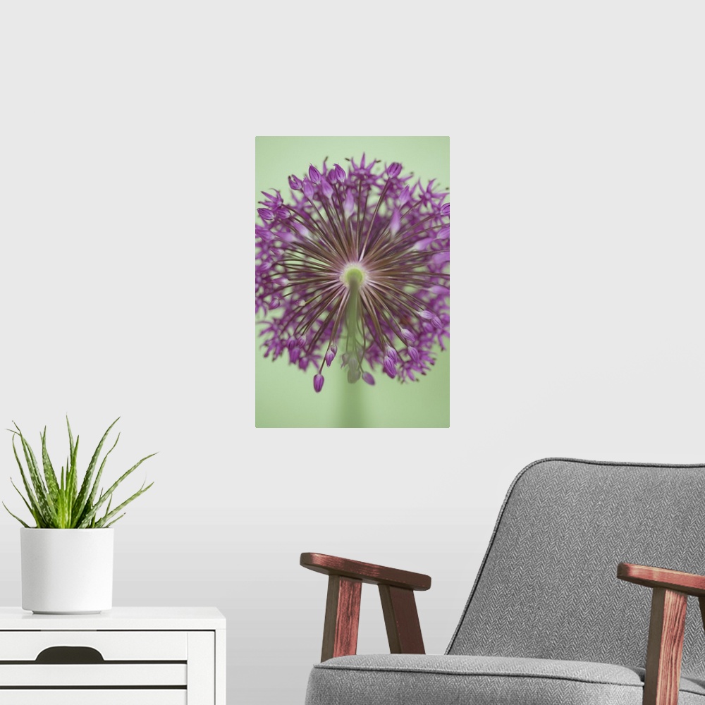 A modern room featuring A contemporary soft focus of a magenta pink alium flower head against a soft green background.