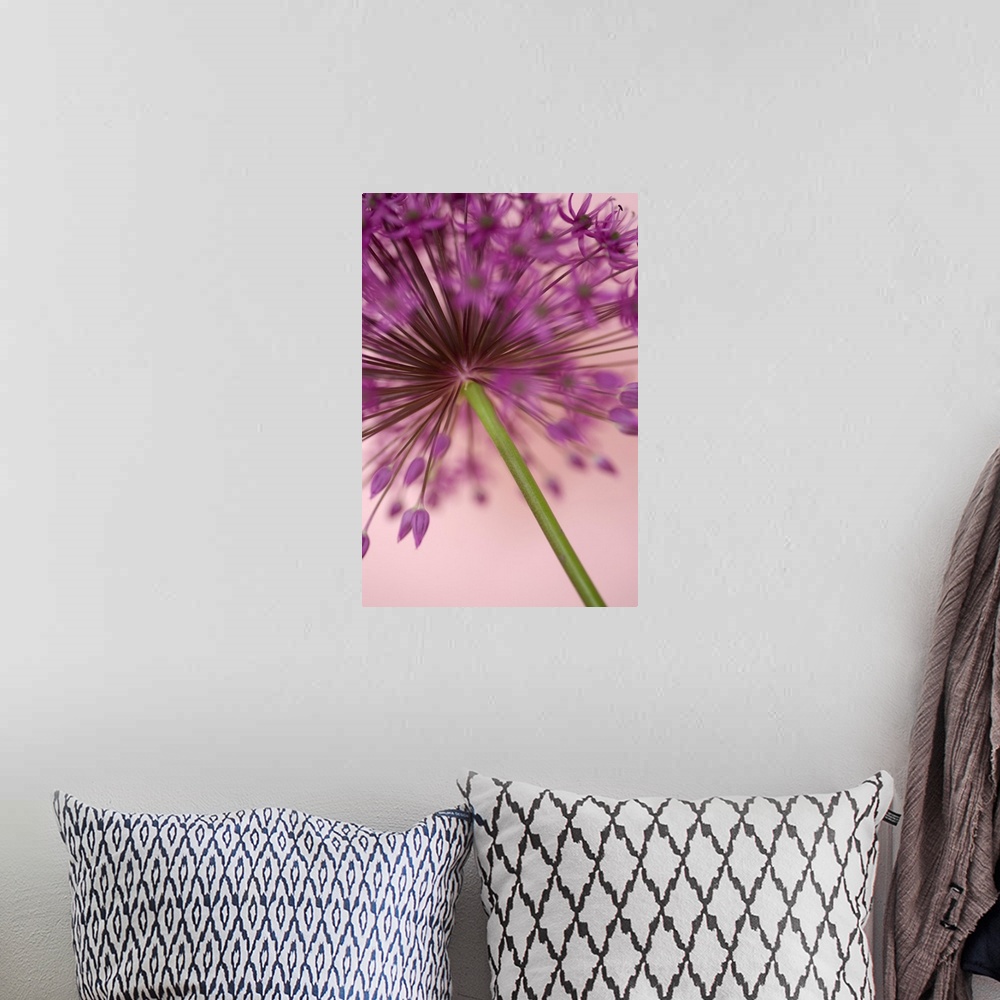 A bohemian room featuring A contemporary soft focus of a magenta pink alium flower head against a soft pink background.
