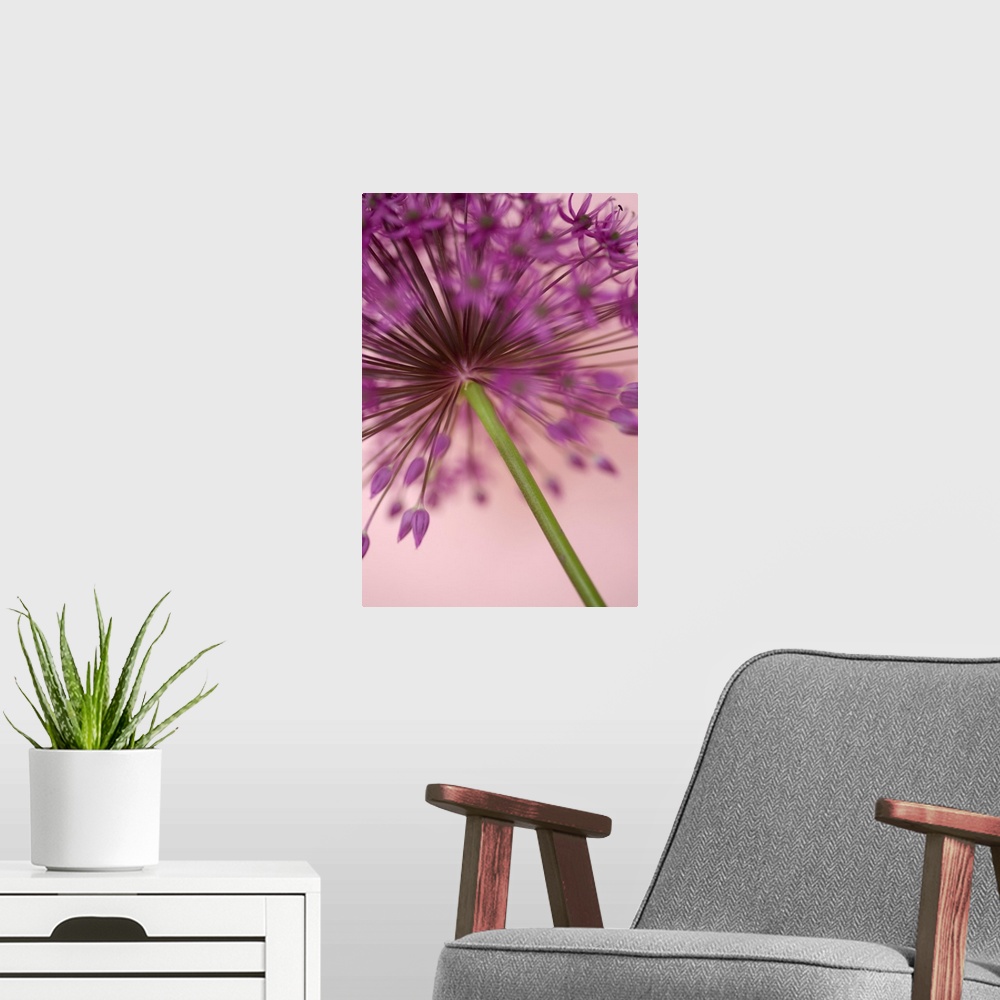 A modern room featuring A contemporary soft focus of a magenta pink alium flower head against a soft pink background.