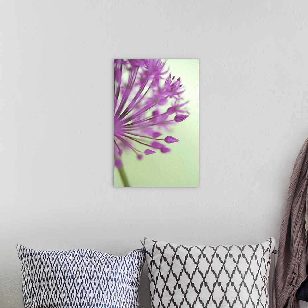 A bohemian room featuring A closely taken photograph of a purple allium flower. Parts of the plant appear out of focus.
