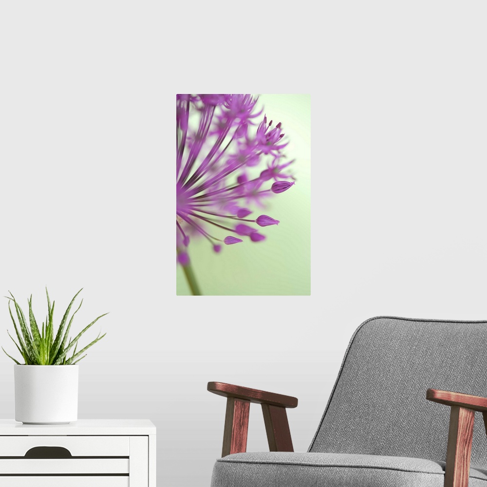 A modern room featuring A closely taken photograph of a purple allium flower. Parts of the plant appear out of focus.