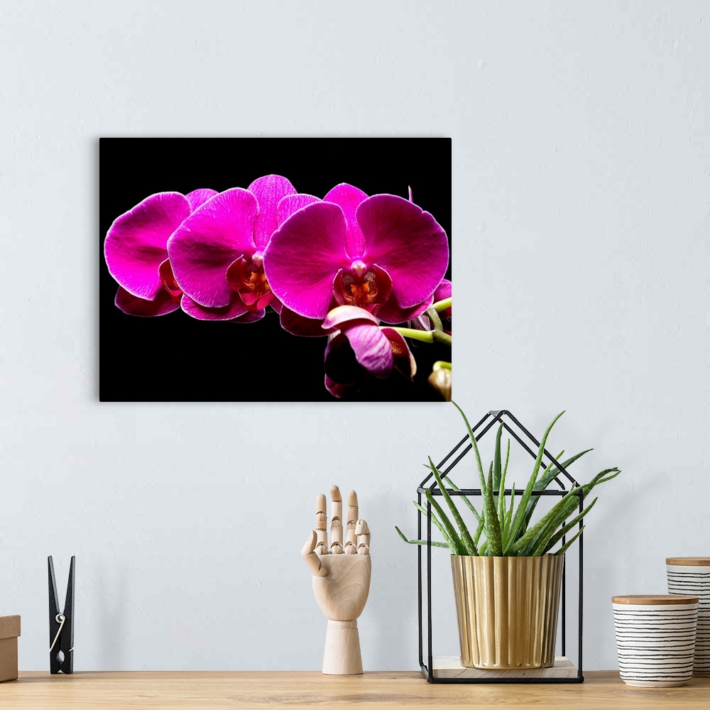 A bohemian room featuring Large photograph focuses on a close-up section of a flower sitting against a bare backdrop.