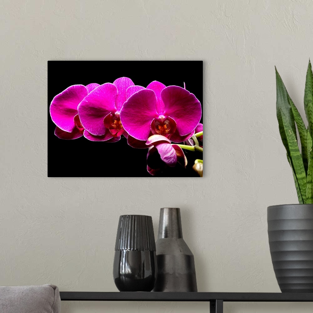 A modern room featuring Large photograph focuses on a close-up section of a flower sitting against a bare backdrop.