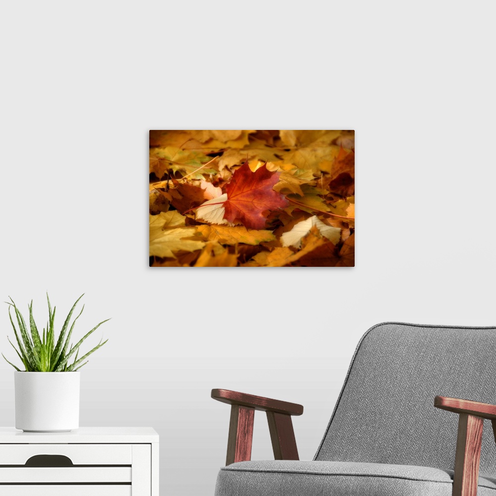 A modern room featuring Soft focus in a close up of leaf contrasting with the other leaves it has fallen on top of in thi...