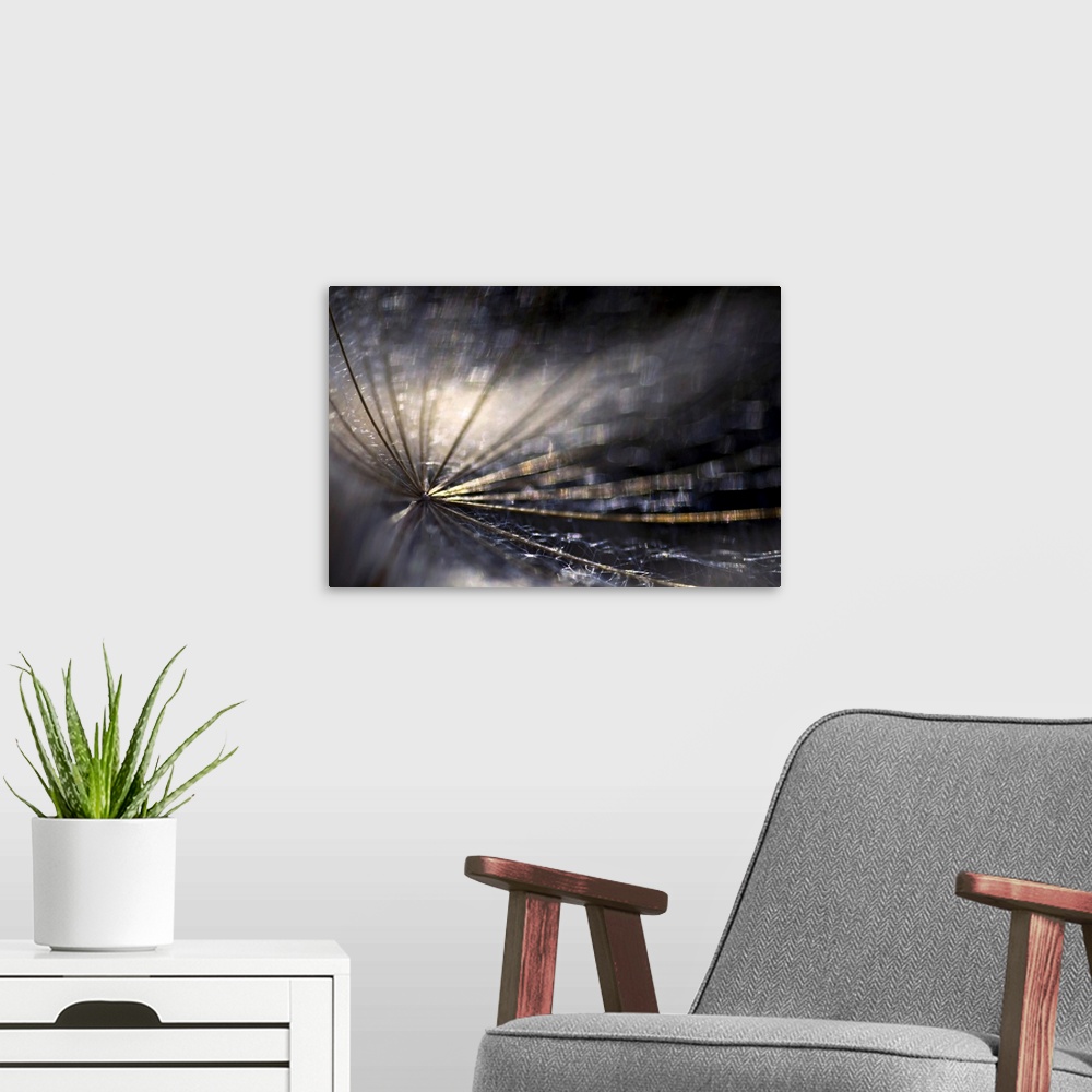 A modern room featuring Large photo on canvas of the up close view of a dandelion.