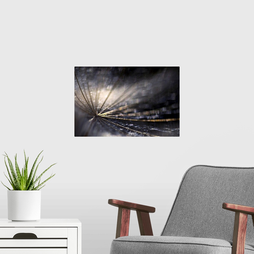 A modern room featuring Large photo on canvas of the up close view of a dandelion.