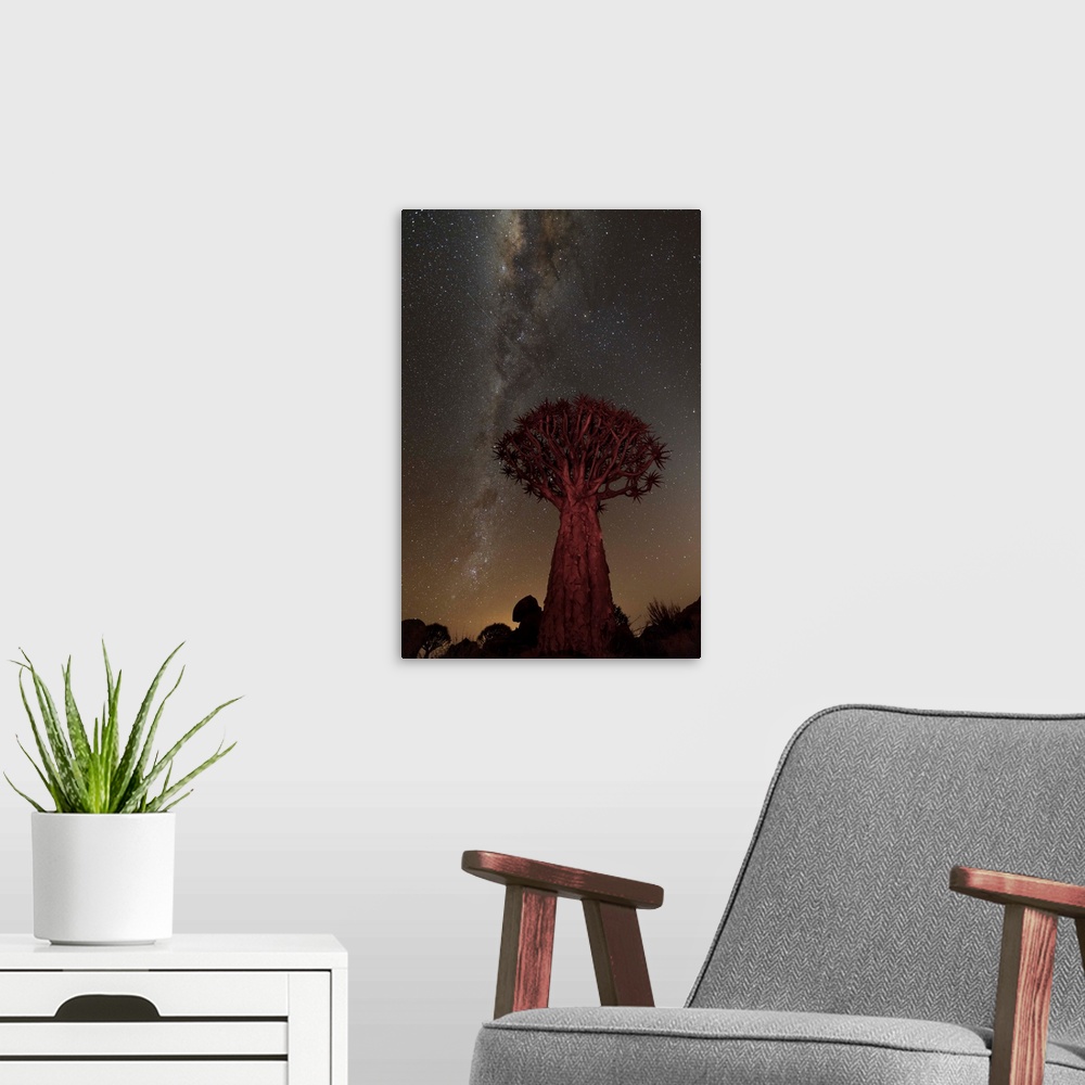 A modern room featuring An African Quiver Tree at night, with the Milky Way Galaxy visible in the sky overhead.