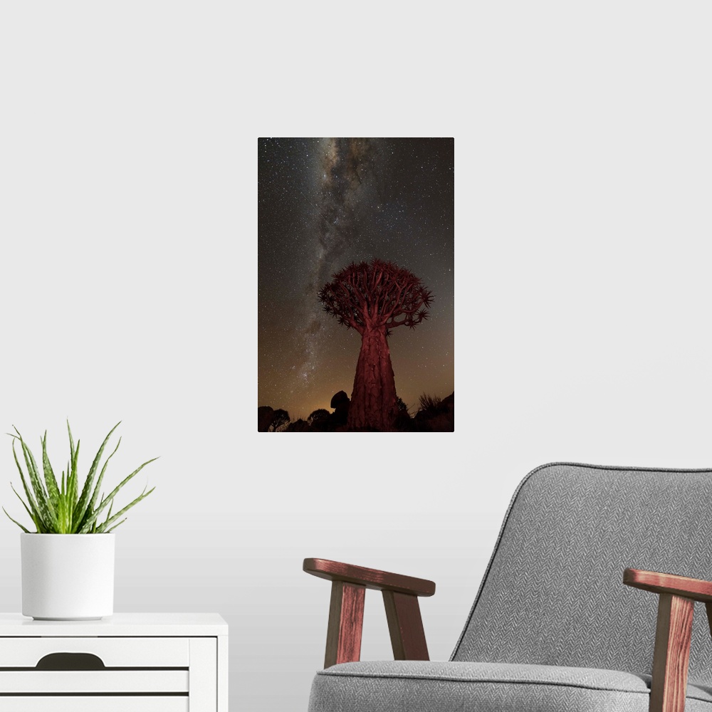 A modern room featuring An African Quiver Tree at night, with the Milky Way Galaxy visible in the sky overhead.