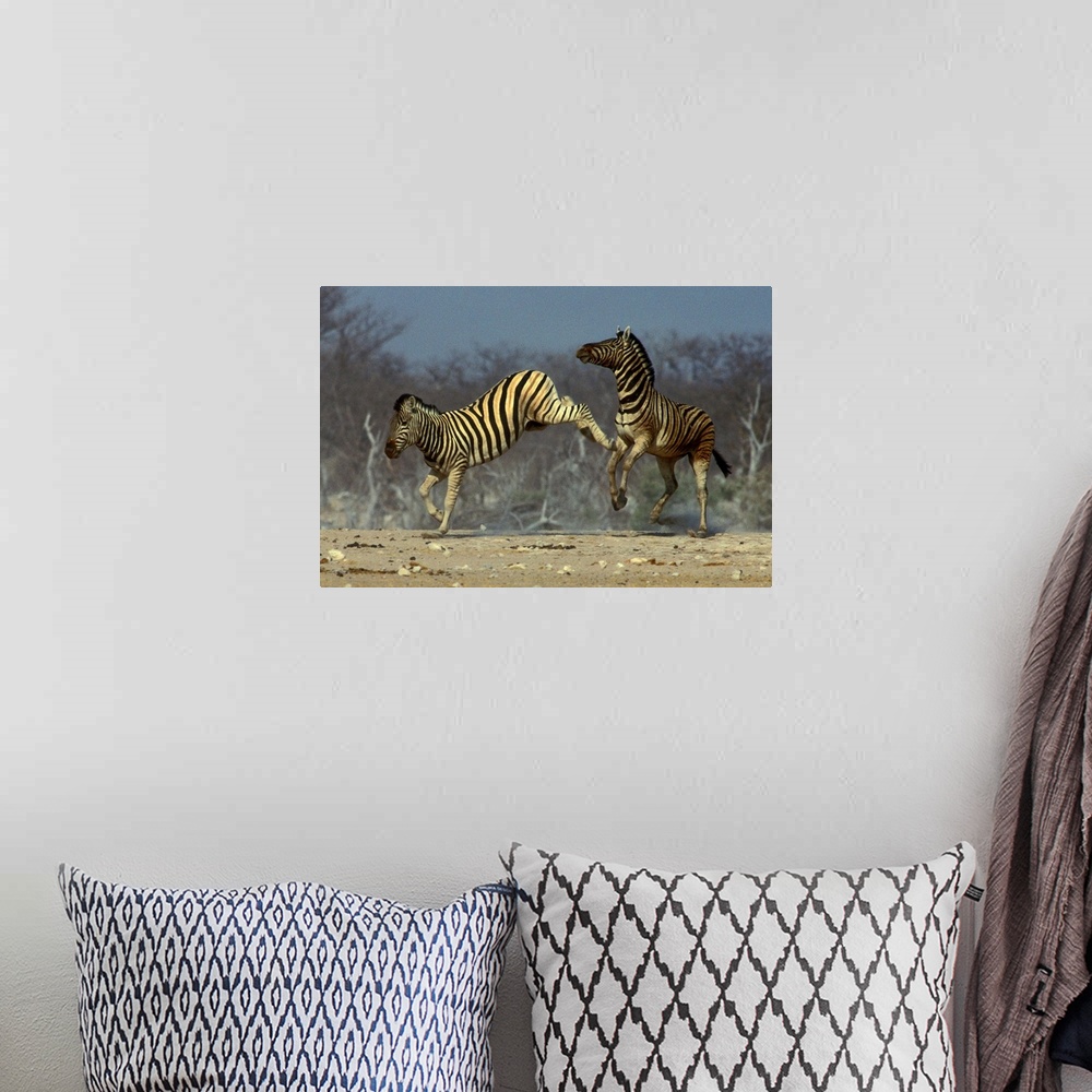 A bohemian room featuring Burchell's Zebra, Equus burchellii, Etosha National Park, Namibia