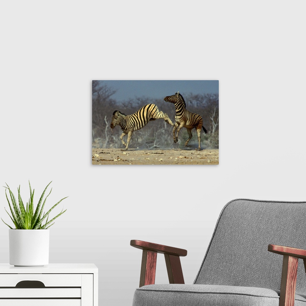 A modern room featuring Burchell's Zebra, Equus burchellii, Etosha National Park, Namibia