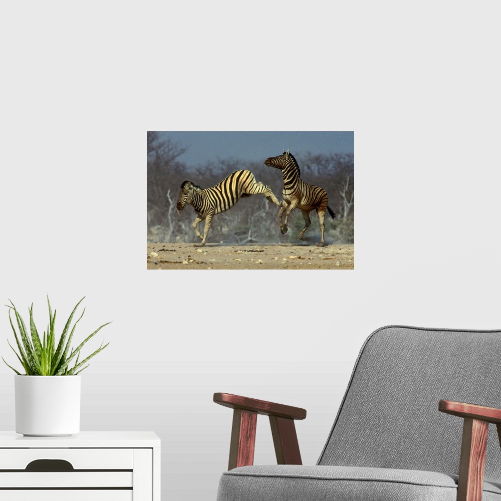 A modern room featuring Burchell's Zebra, Equus burchellii, Etosha National Park, Namibia