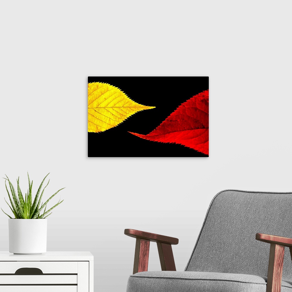 A modern room featuring Up-close photograph of two leaves contrasting in color.