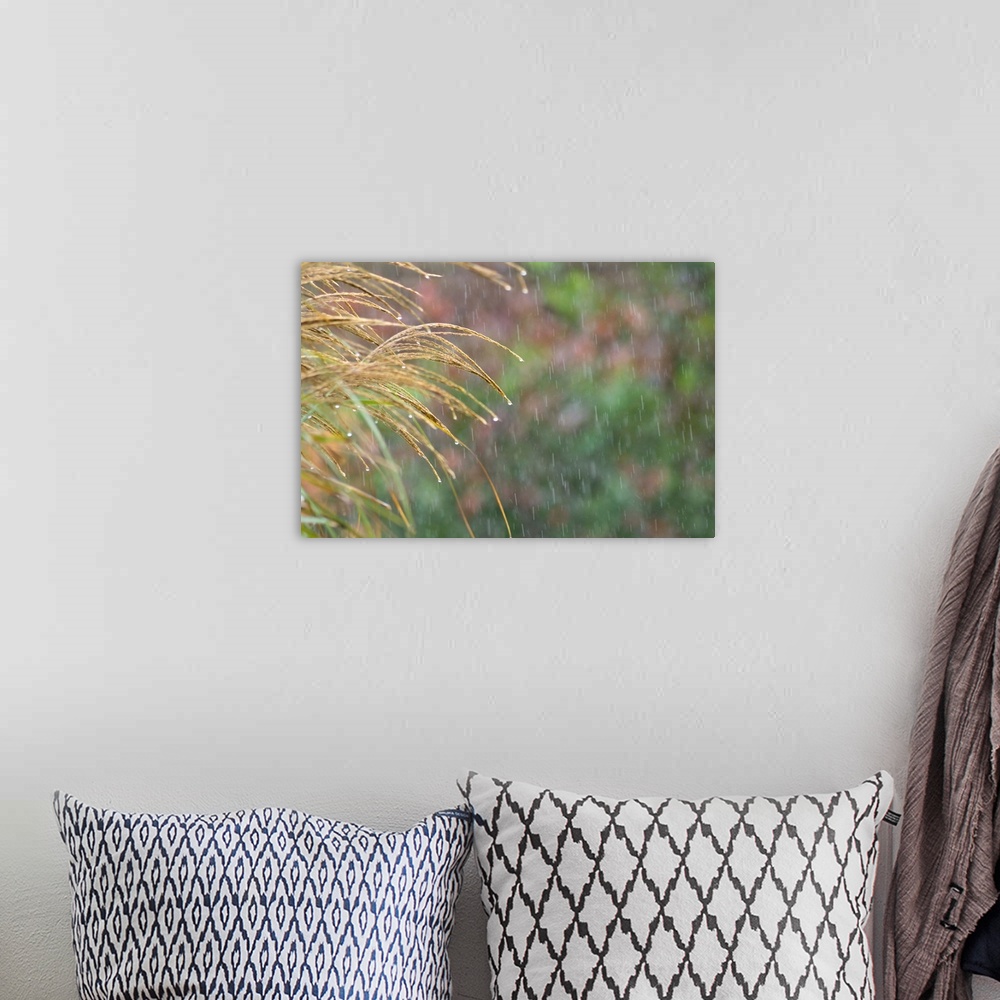 A bohemian room featuring Fine art photo of rain drops hanging on to the ends of blades of grass.