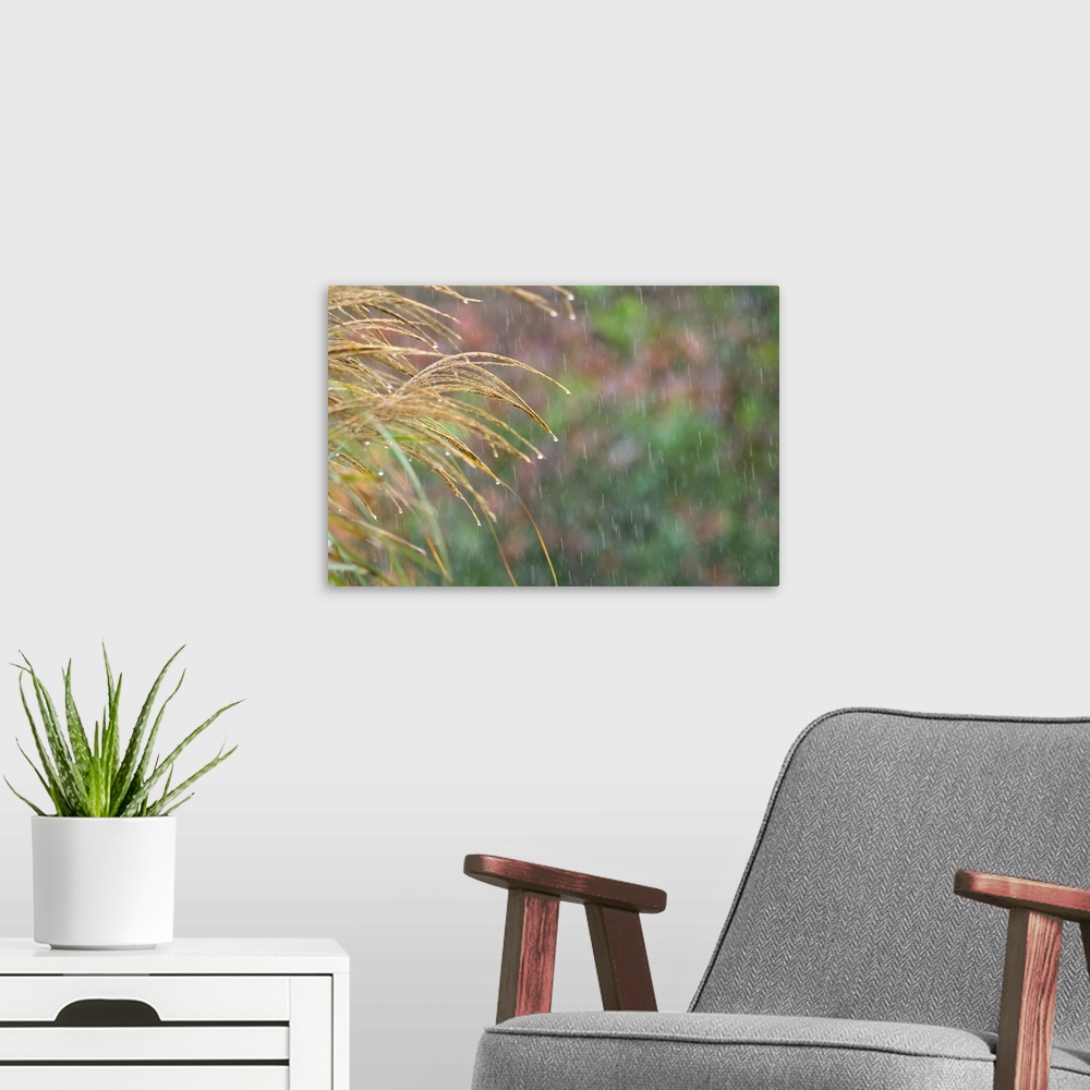 A modern room featuring Fine art photo of rain drops hanging on to the ends of blades of grass.