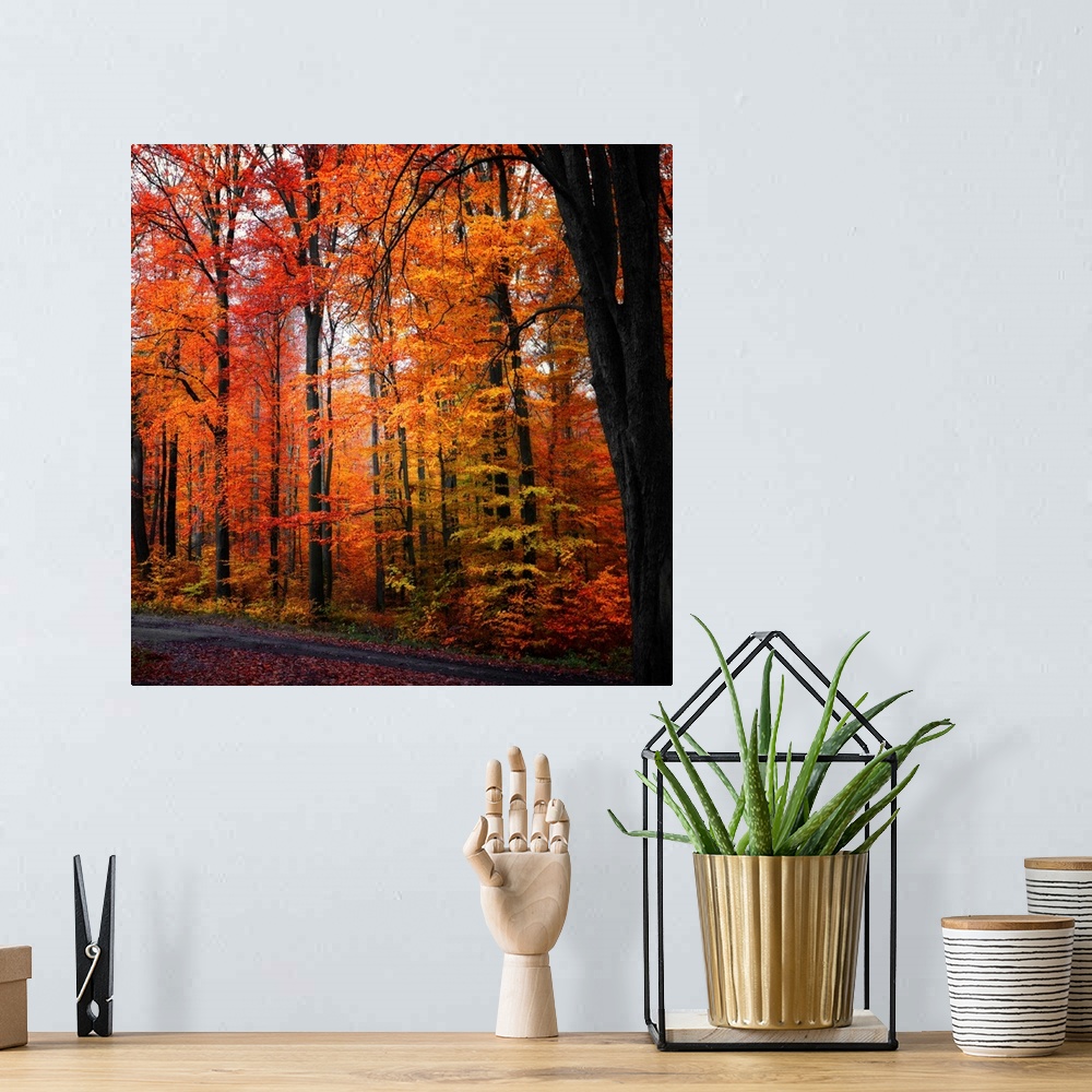 A bohemian room featuring Large photograph focuses on a dense forest filled with vibrantly colored trees during Fall.  Loca...