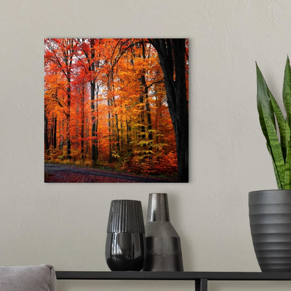 A modern room featuring Large photograph focuses on a dense forest filled with vibrantly colored trees during Fall.  Loca...