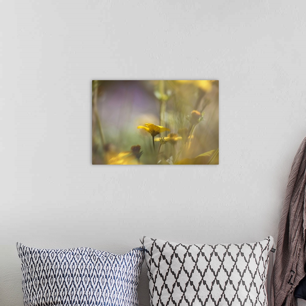 A bohemian room featuring Dreamlike photograph of small yellow flowers with a shallow depth of field.
