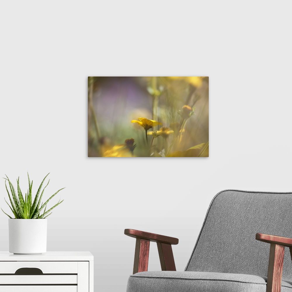 A modern room featuring Dreamlike photograph of small yellow flowers with a shallow depth of field.