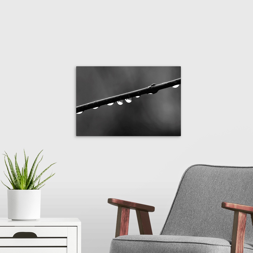 A modern room featuring Black and white macro photograph of rain droplets on a branch.