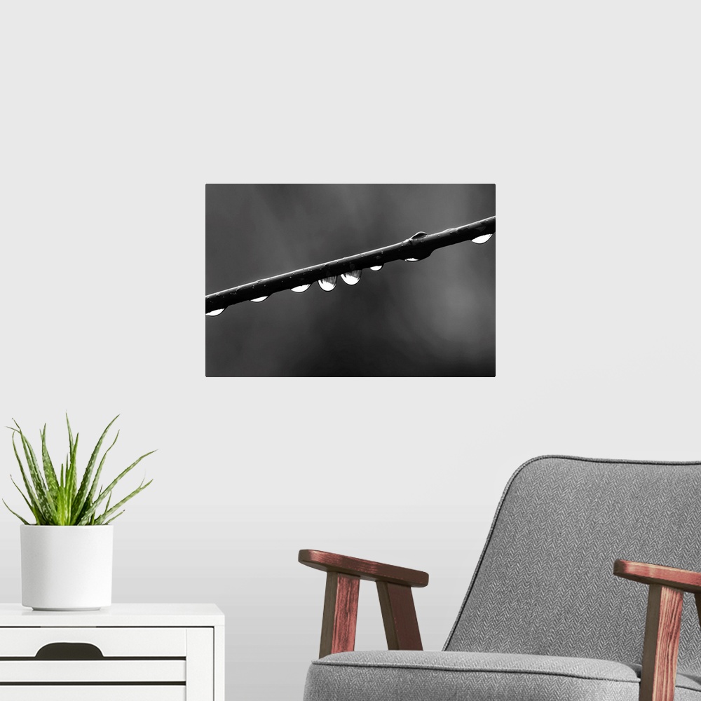 A modern room featuring Black and white macro photograph of rain droplets on a branch.