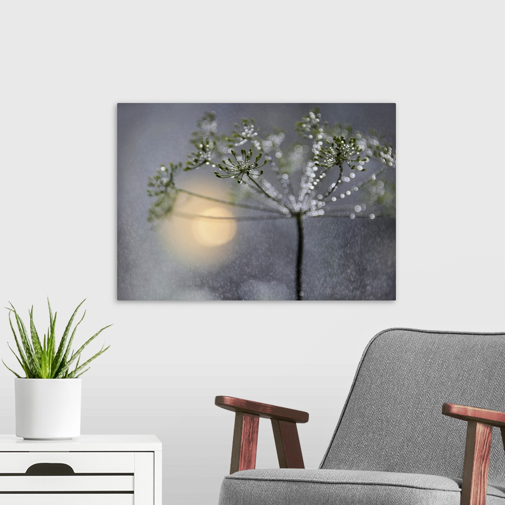 A modern room featuring A macro photograph of a thin flowering plant with beads of water hanging from it.