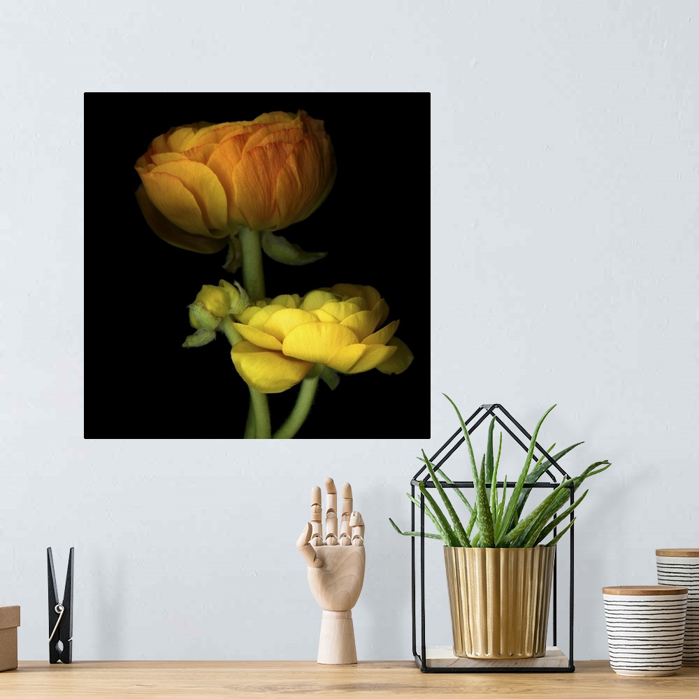 A bohemian room featuring Ranunculus Yellow and Orange