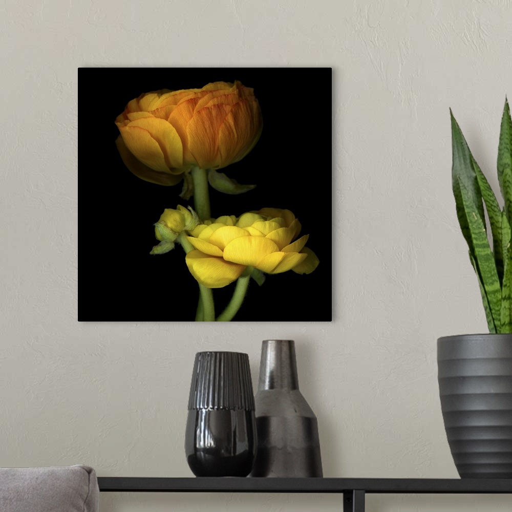 A modern room featuring Ranunculus Yellow and Orange