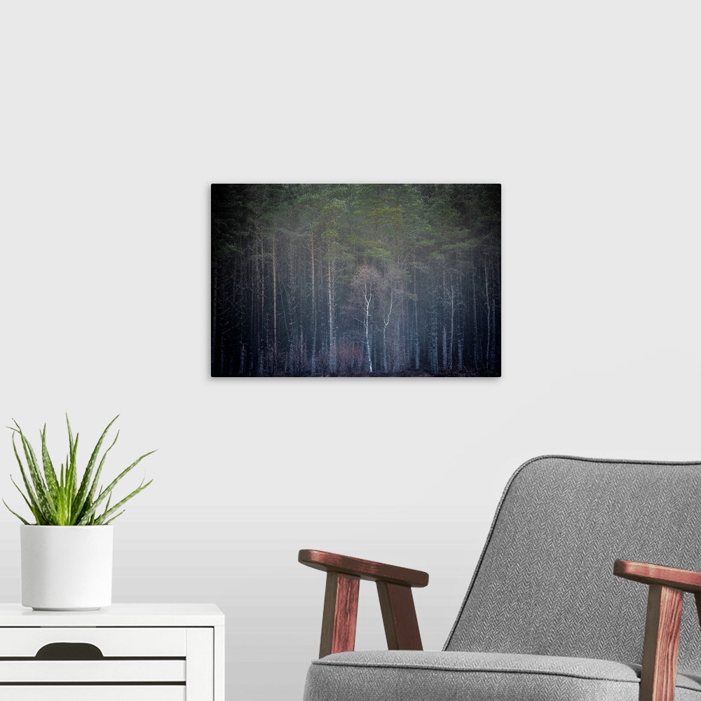 A modern room featuring A photo of the edge of a forest with tall trees reaching for the sky.