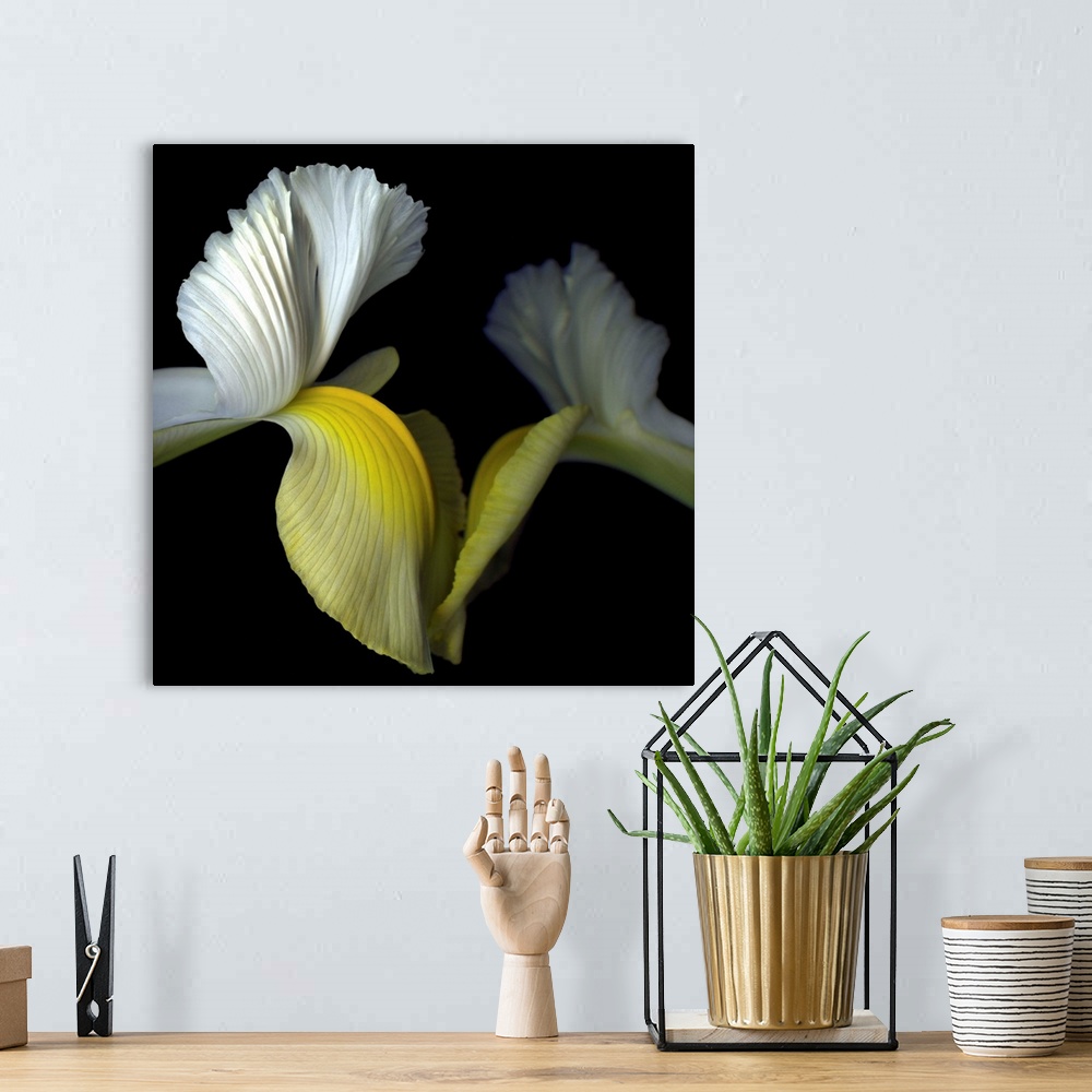 A bohemian room featuring Two yellow and white iris' seem to reach out to touch each other.