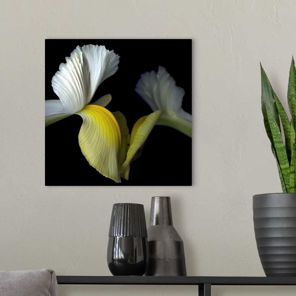 A modern room featuring Two yellow and white iris' seem to reach out to touch each other.