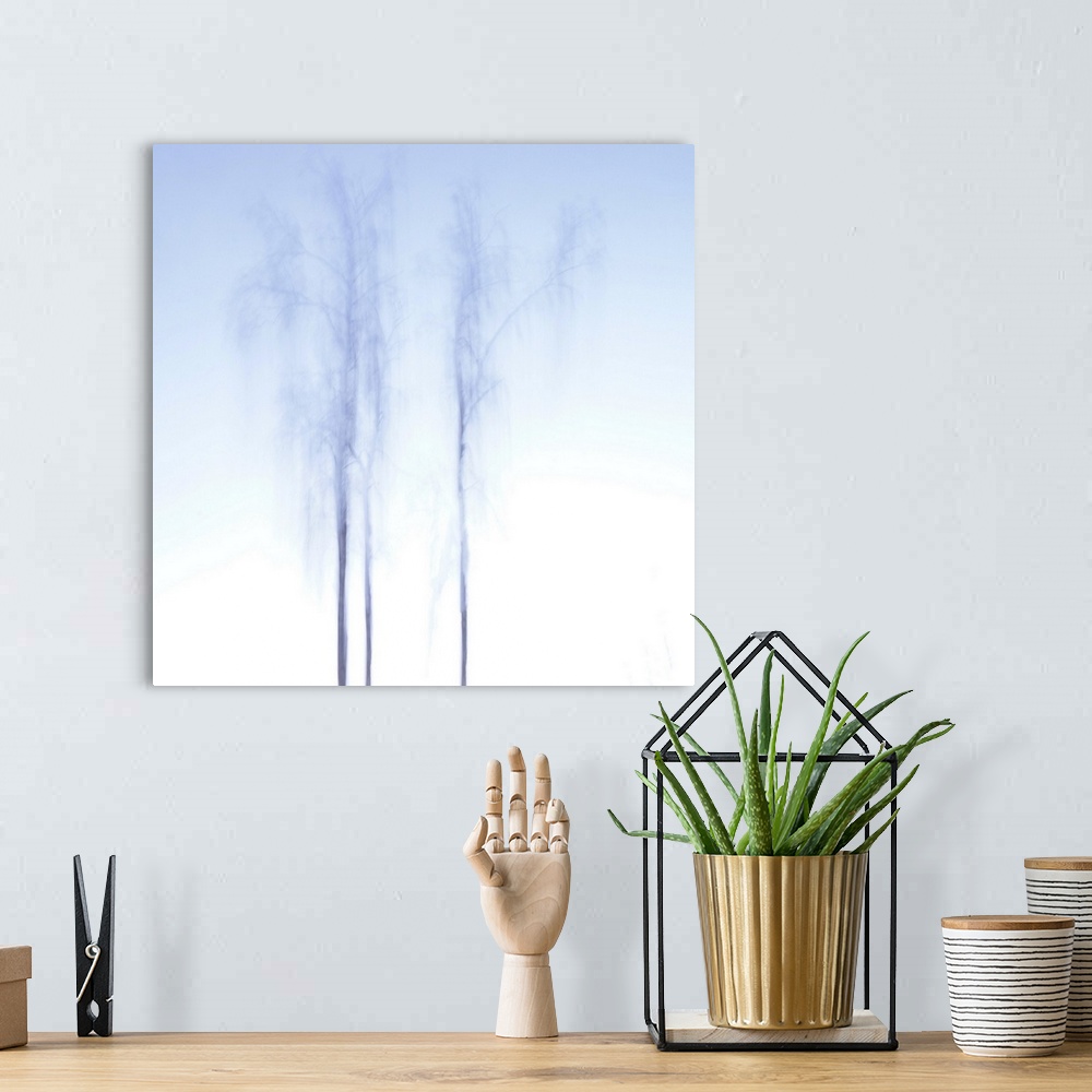 A bohemian room featuring A beautiful, bright and sunny winter day. Three tall birch trees touch the pale blue sky.
