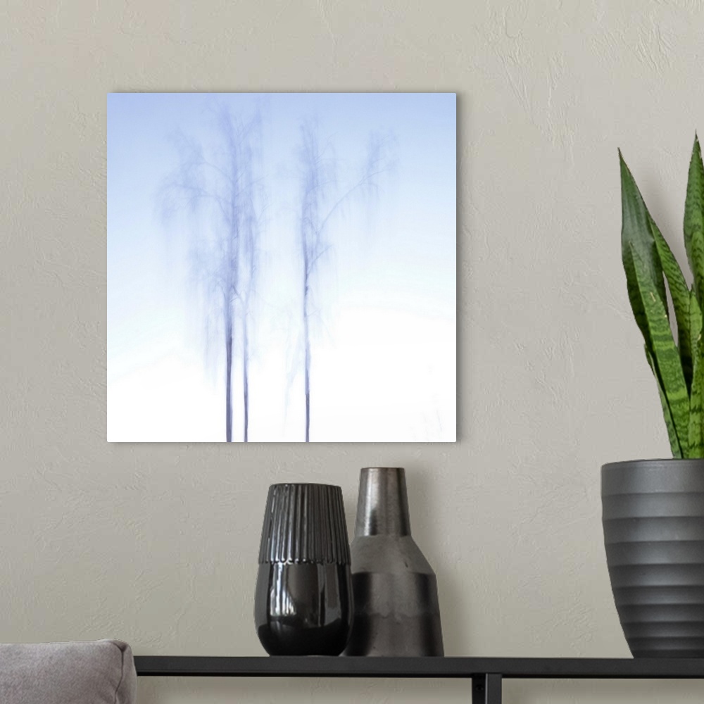 A modern room featuring A beautiful, bright and sunny winter day. Three tall birch trees touch the pale blue sky.