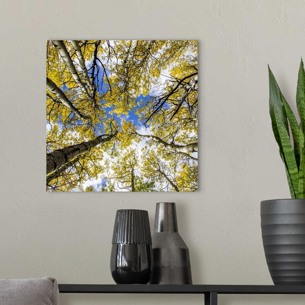 A modern room featuring Looking up to the sky through fall trees.