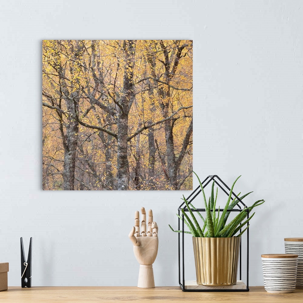 A bohemian room featuring An autumn fall tree with sparkling golden yellow leaves ina a woodland.