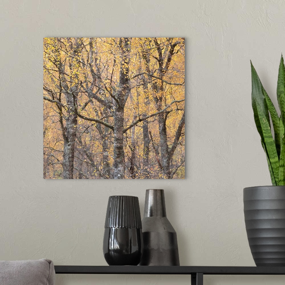 A modern room featuring An autumn fall tree with sparkling golden yellow leaves ina a woodland.