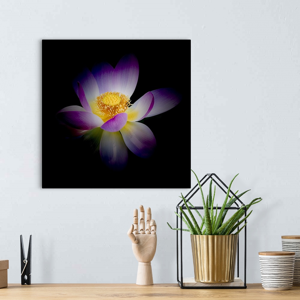 A bohemian room featuring A photograph of a purple and white lotus against a black background.