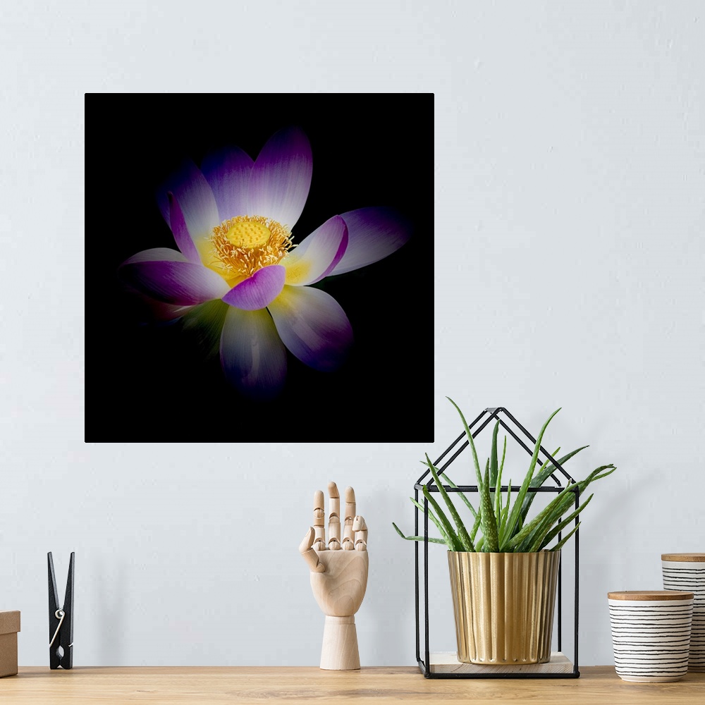 A bohemian room featuring A photograph of a purple and white lotus against a black background.