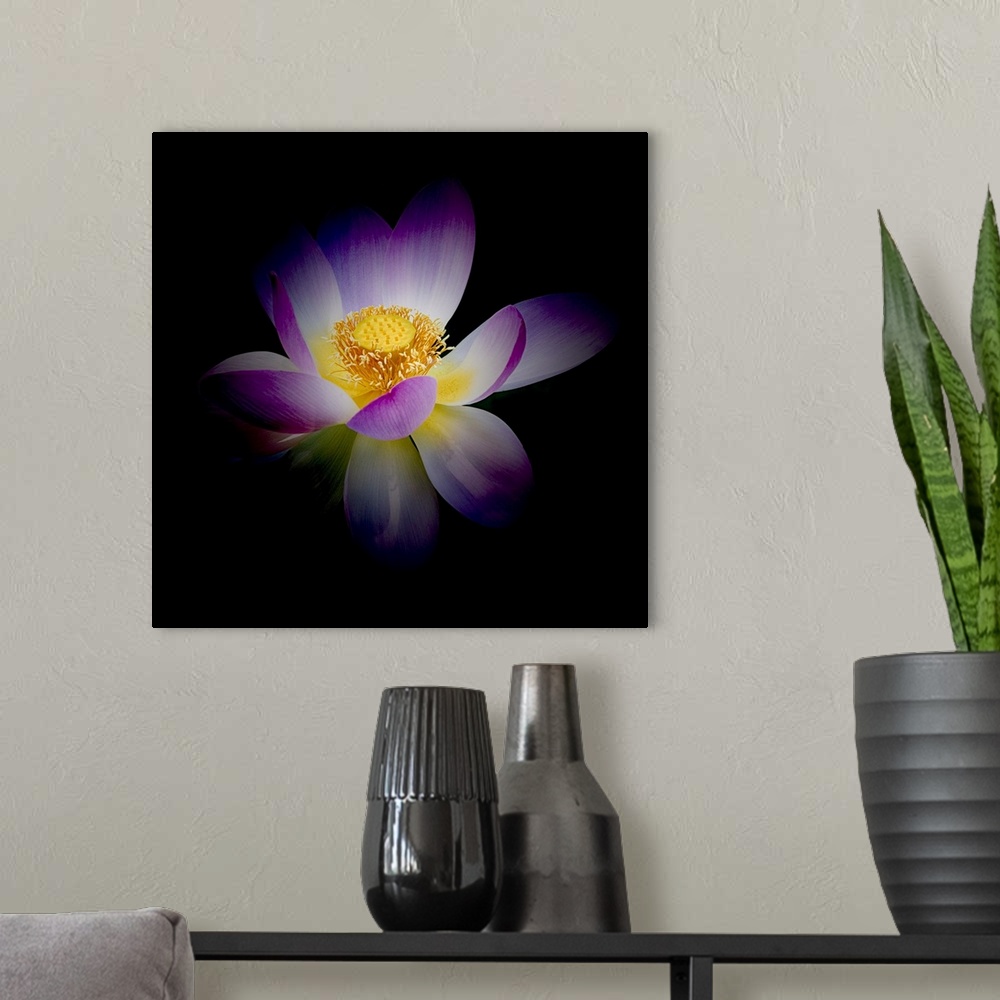 A modern room featuring A photograph of a purple and white lotus against a black background.