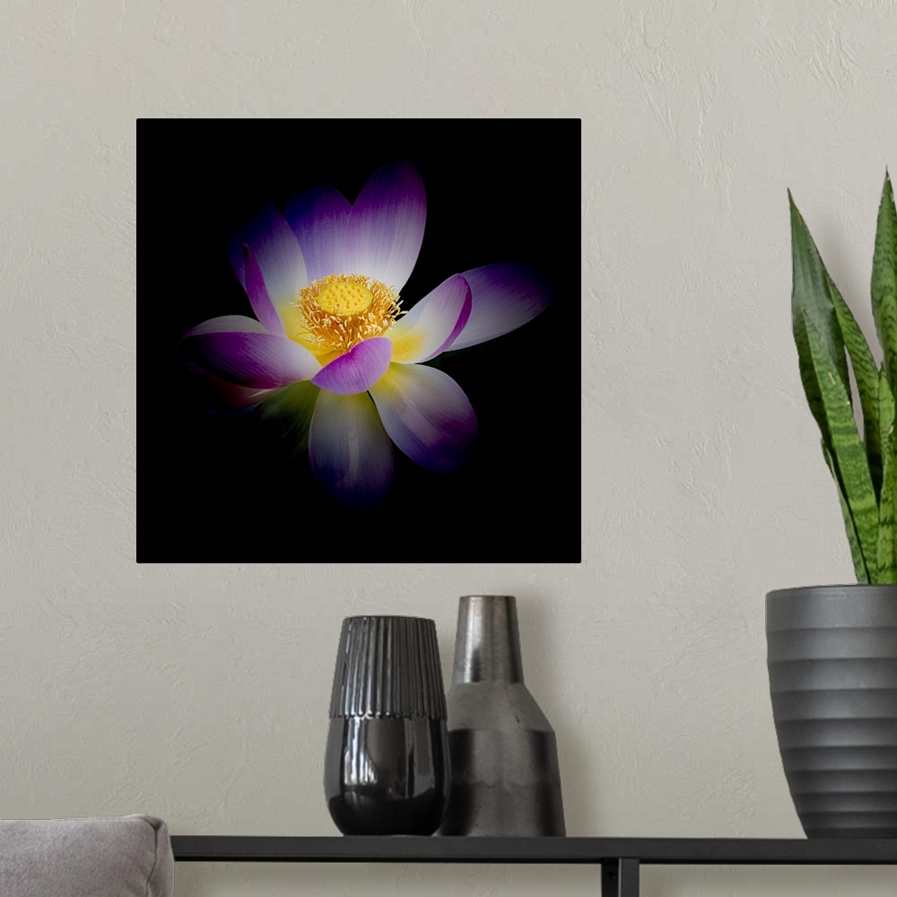 A modern room featuring A photograph of a purple and white lotus against a black background.