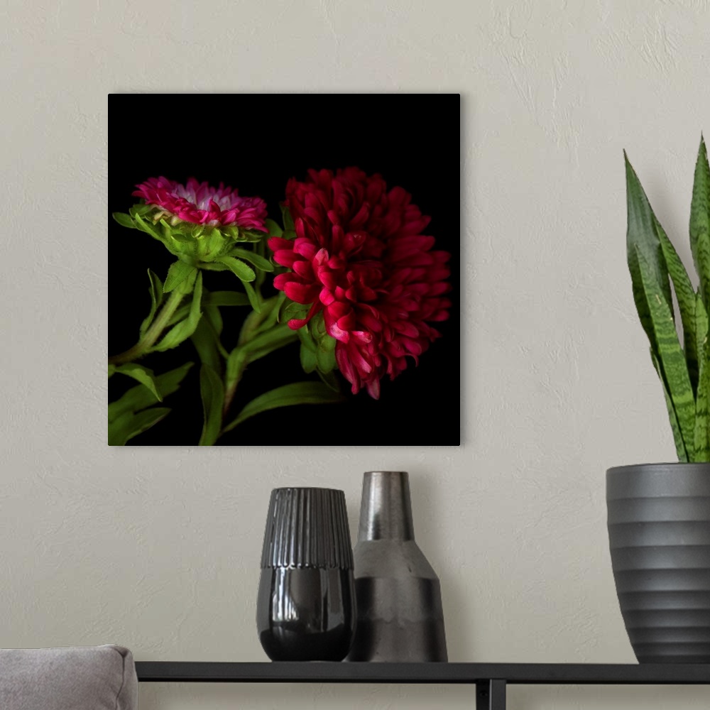 A modern room featuring Red Aster flower.