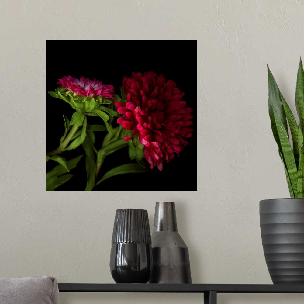 A modern room featuring Red Aster flower.