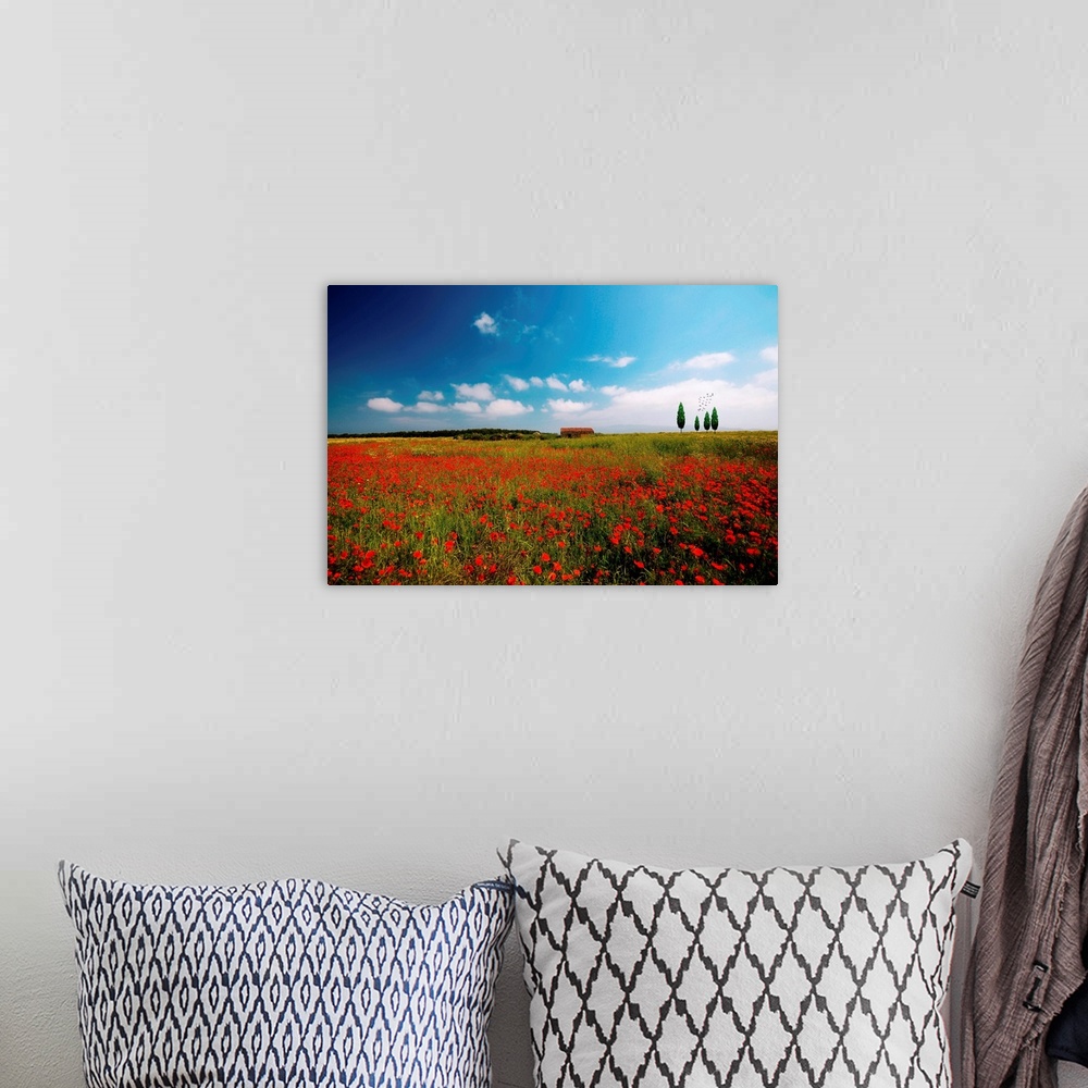 A bohemian room featuring A field of Red Poppies