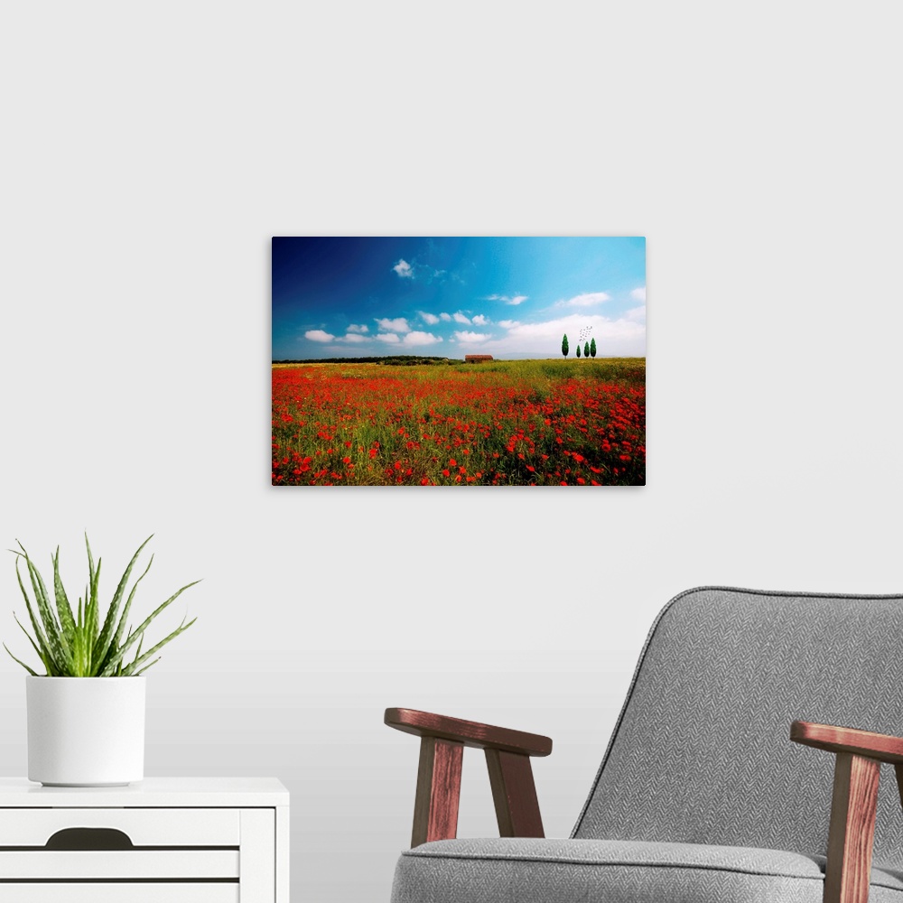 A modern room featuring A field of Red Poppies
