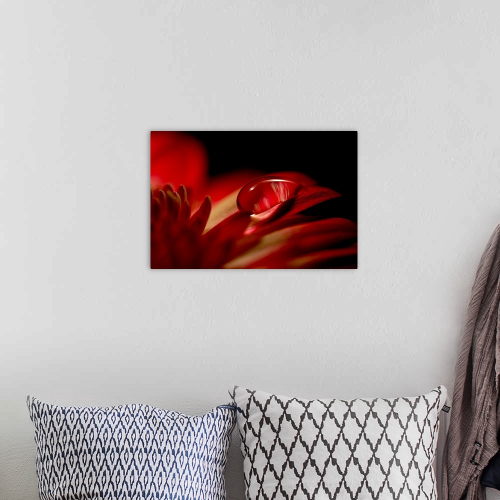 A bohemian room featuring Big canvas photo of an up-close water droplet on a flower's petals.