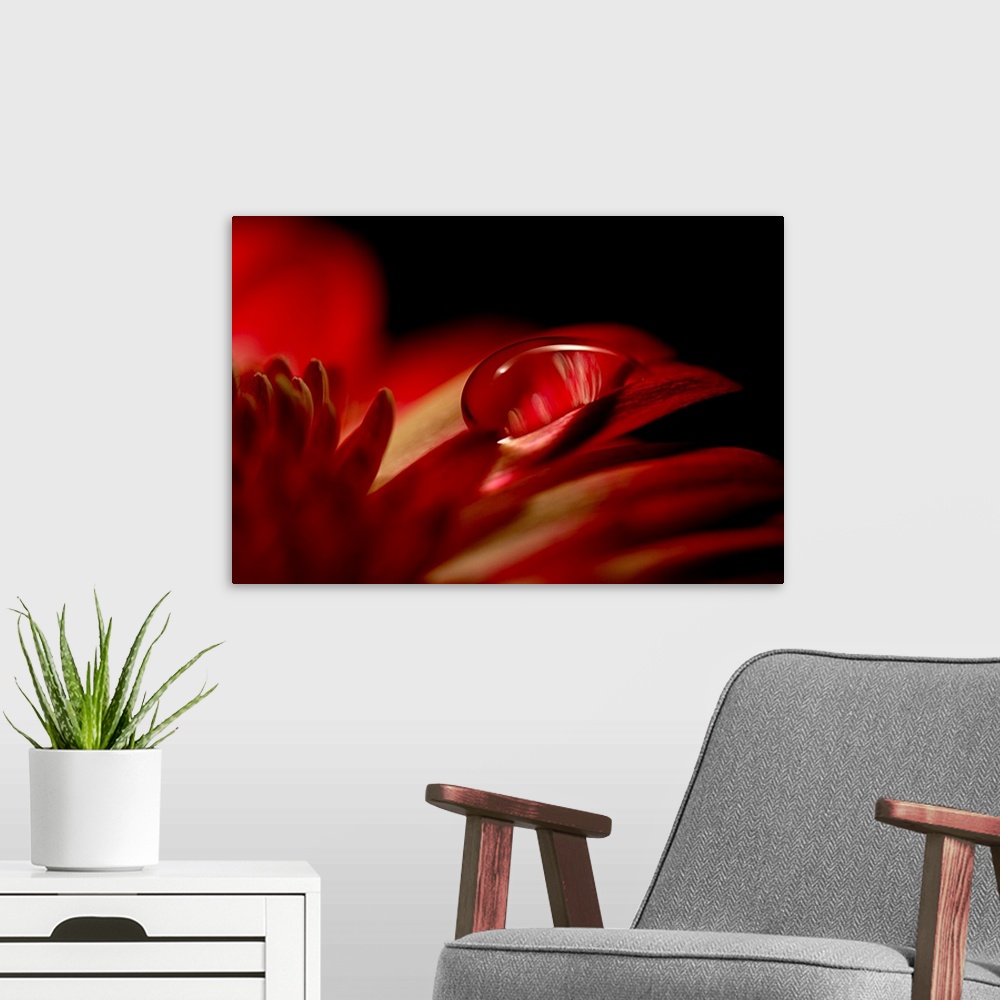 A modern room featuring Big canvas photo of an up-close water droplet on a flower's petals.