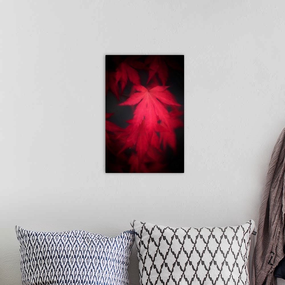 A bohemian room featuring Red leaf of japanese maple close up