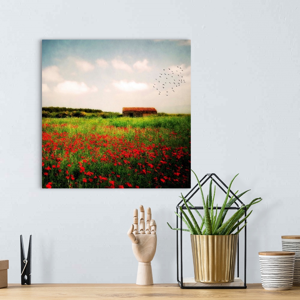 A bohemian room featuring Square, big fine art photograph of a vast field of tall grasses and wildflowers, a flock of birds...