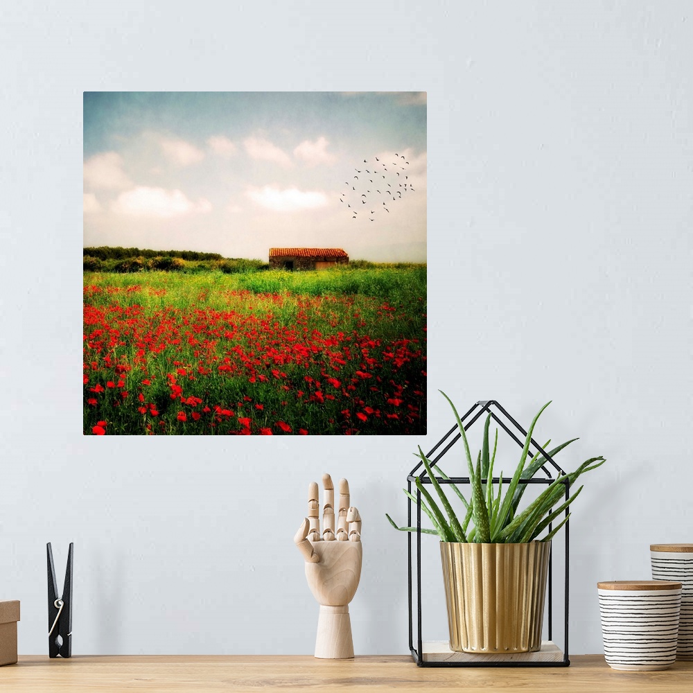 A bohemian room featuring Square, big fine art photograph of a vast field of tall grasses and wildflowers, a flock of birds...