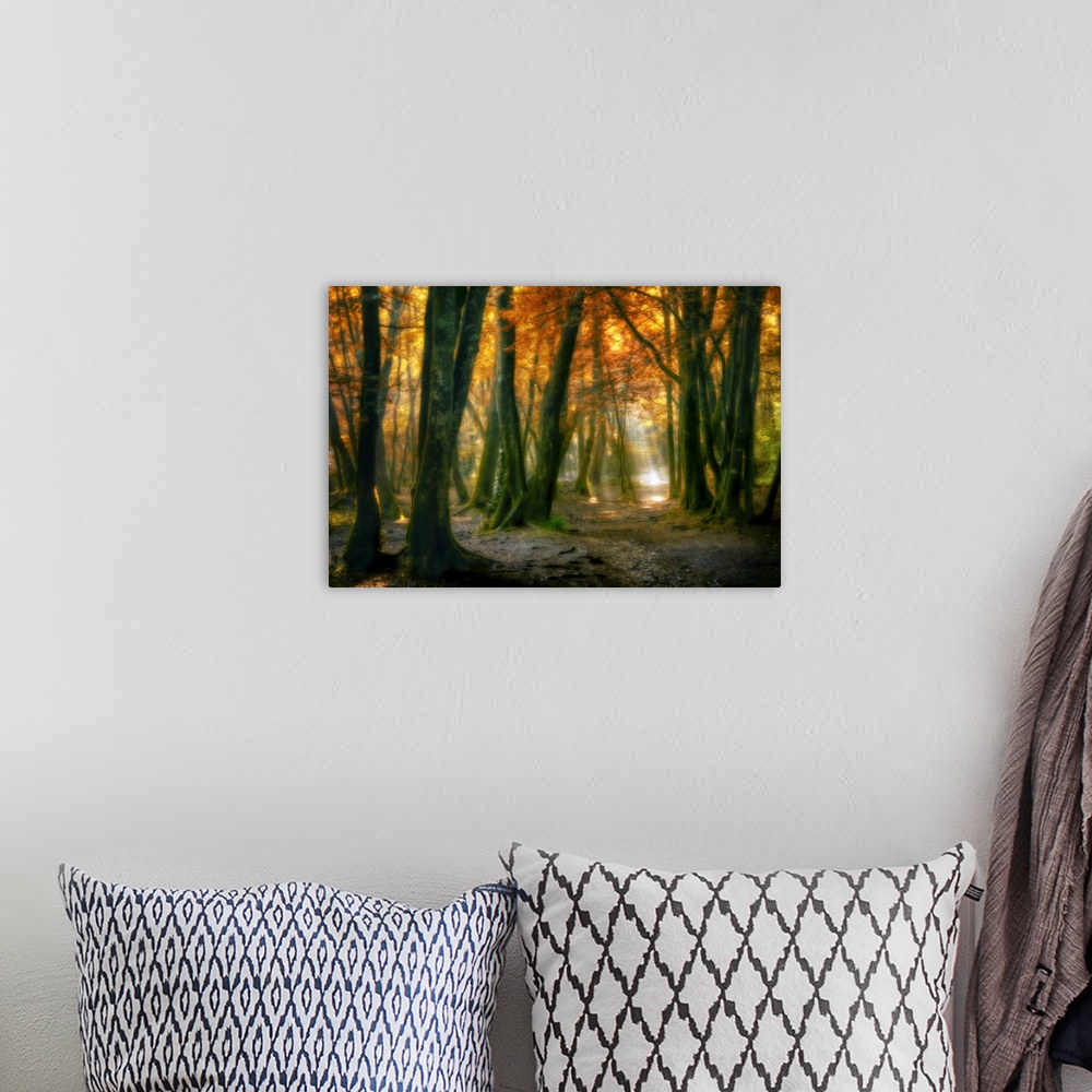 A bohemian room featuring Landscape, large fine art photograph of sunlight peaking through a small area of a dense, fall co...